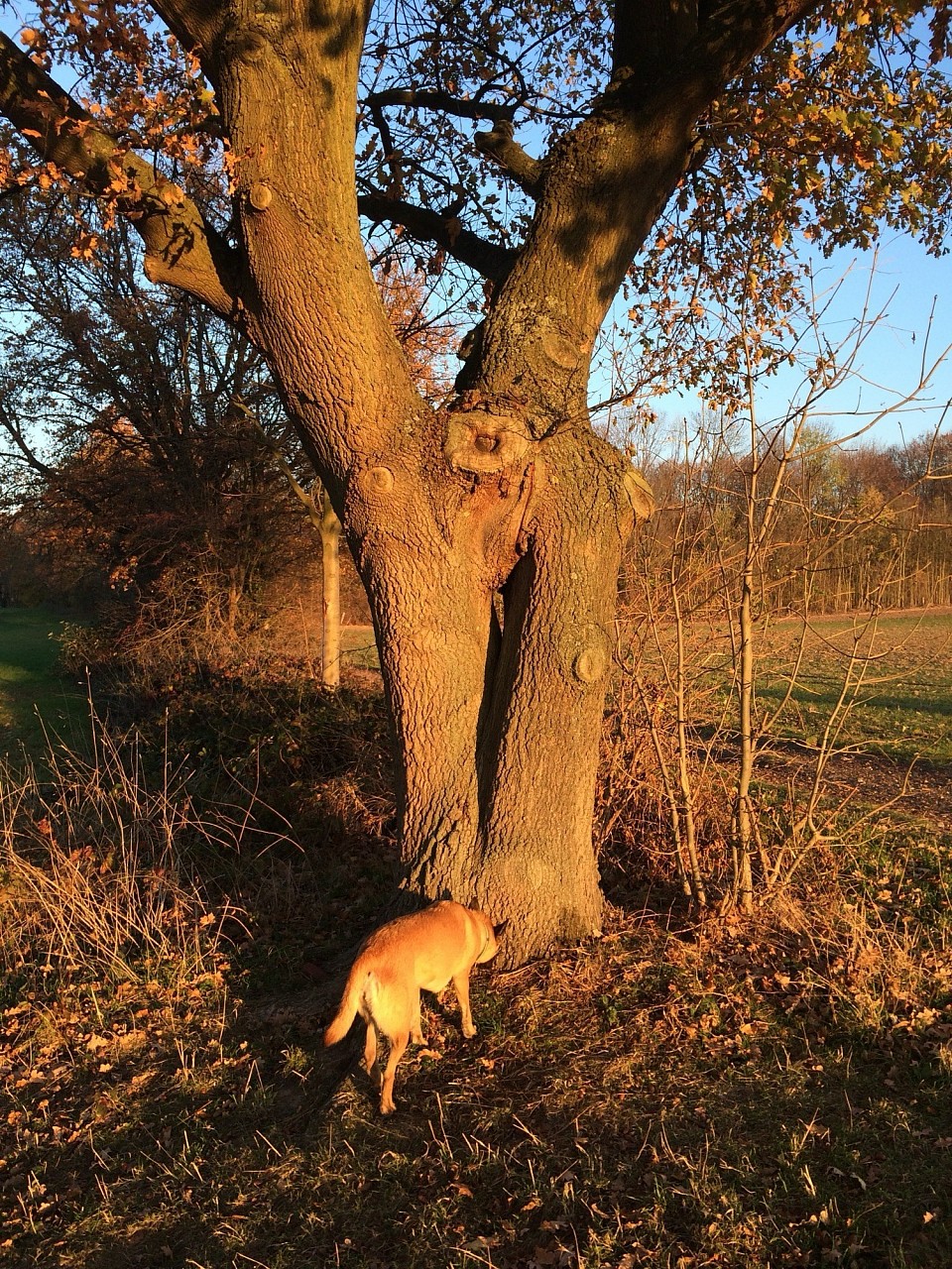 Baum gefunden