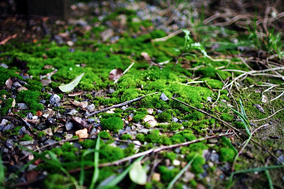 Herbstgrün